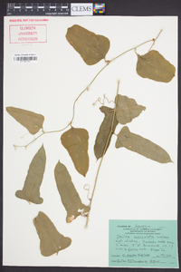 Smilax auriculata image