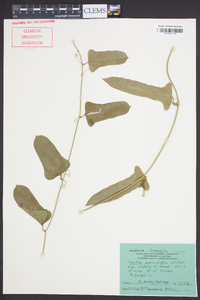 Smilax auriculata image