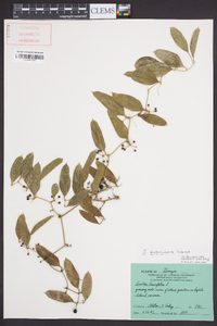 Smilax auriculata image