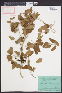 Smilax auriculata image