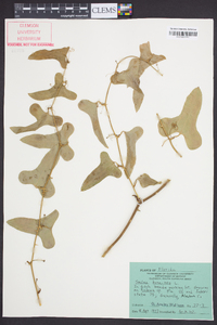 Smilax bona-nox image