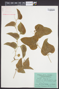 Smilax bona-nox image