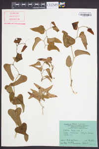 Smilax bona-nox image