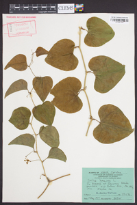 Smilax bona-nox image