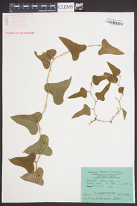 Smilax bona-nox image