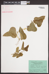 Smilax bona-nox image