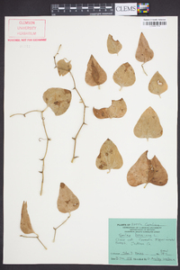 Smilax bona-nox image