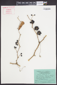 Smilax bona-nox image