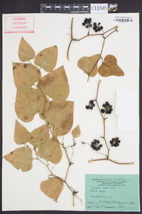 Smilax bona-nox image