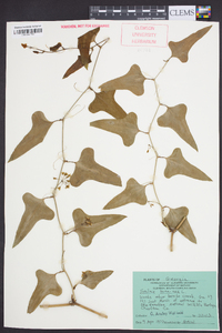 Smilax bona-nox image