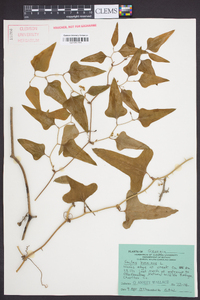 Smilax bona-nox image