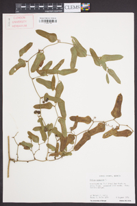 Smilax bona-nox image