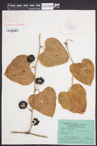 Smilax bona-nox image