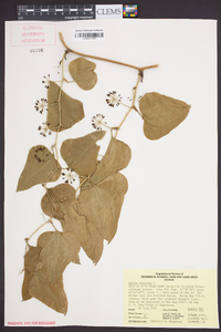 Smilax bona-nox image