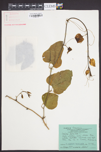 Smilax bona-nox image