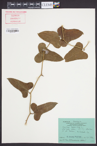 Smilax bona-nox image