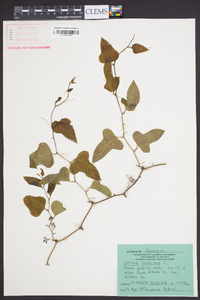 Smilax bona-nox image