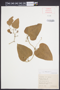 Smilax bona-nox image