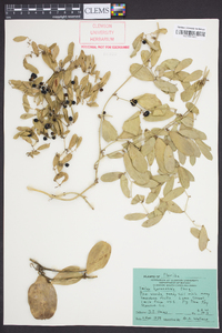 Smilax havanensis image