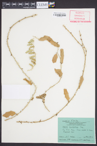 Smilax havanensis image