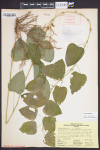 Smilax herbacea image