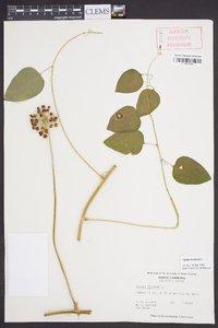 Smilax herbacea image