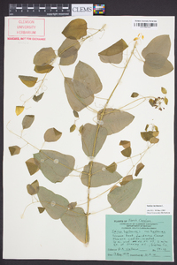 Smilax herbacea image