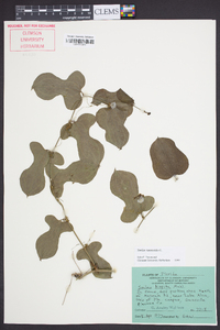 Smilax tamnoides image