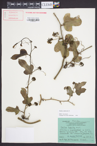 Smilax tamnoides image