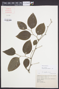 Smilax tamnoides image