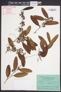 Smilax laurifolia image