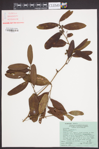 Smilax laurifolia image