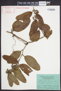 Smilax laurifolia image