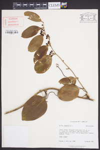 Smilax laurifolia image