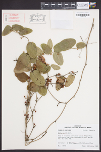 Smilax pumila image