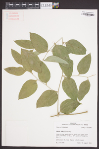 Smilax smallii image