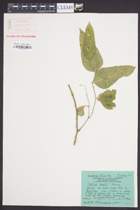 Smilax smallii image