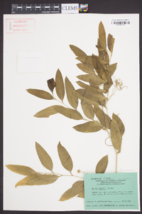 Smilax smallii image