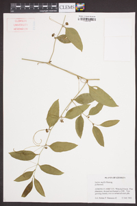 Smilax smallii image