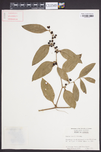 Smilax smallii image