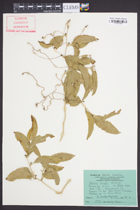 Smilax smallii image