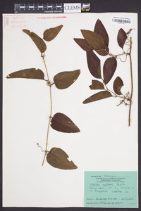 Smilax walteri image