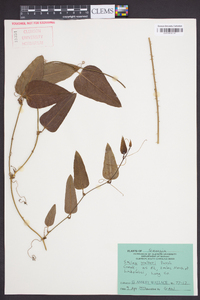 Smilax walteri image