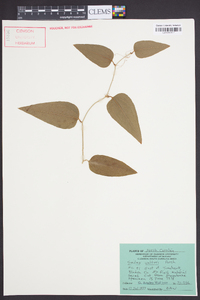 Smilax walteri image