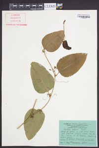 Smilax walteri image