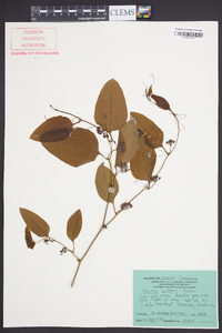 Smilax walteri image