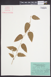 Smilax walteri image