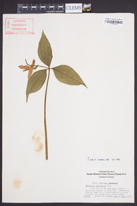 Trillium catesbaei image