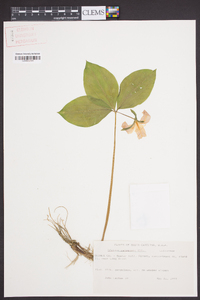 Trillium catesbaei image