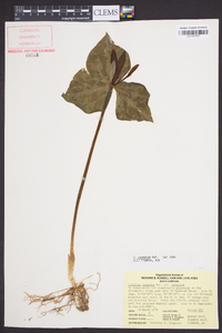 Trillium cuneatum image